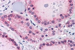 PTP mu/PTPRM Antibody, Novus Biologicals 0.1mg; Unlabeled:Antibodies, Polyclonal